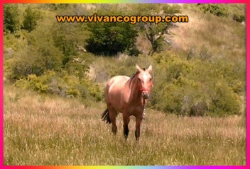 Campo de 10.000 has. - Río Trocomán - Cordillera de los Andes - Provincia de Neuquén