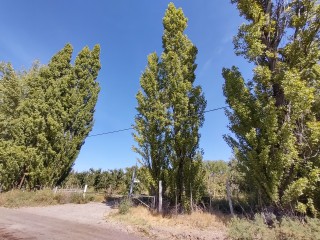 En Venta Chacra 12,6ha en Ingreso a Cipolletti. Apta Servicio De Ruta y Urm. Maipu y Raul Labraña