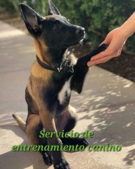 Adiestramiento canino a domicilio