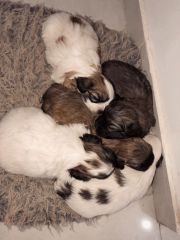 Shih tzu raza chica