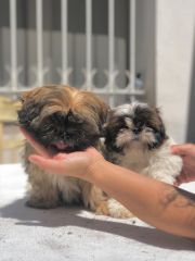 Shih tzu raza chica