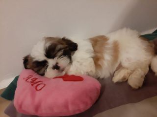 Shih tzu raza chica