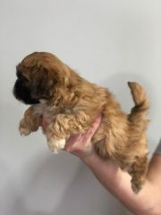 Shih tzu raza chica