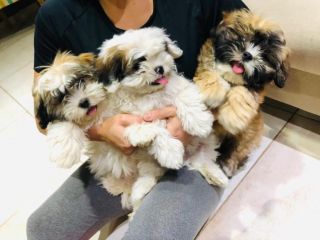 Shih tzu raza chica