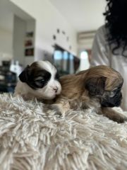 Cachorros Shih Tzu raza pequeña