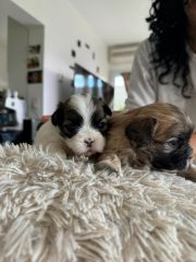 Hermosos cachorros shih TZu