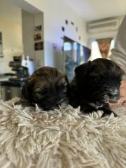 Shih tzu cachorros puros