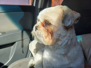 Macho Shih Tzu para montas