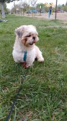 Macho Shih Tzu para montas