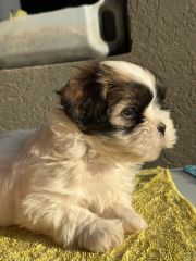 Últimos cachorros shih tzu