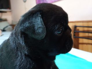 Pug Carlino FCA