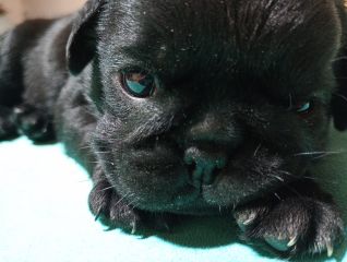 Pug Carlino FCA