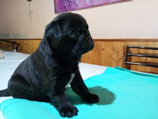 Pug Carlino FCA