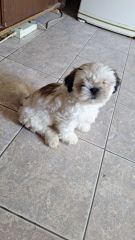 Cachorros SHIH TZU  65 DIAS