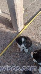 ULTIMA CACHORRA BORDER COLLIE