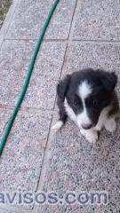 ULTIMA CACHORRA BORDER COLLIE